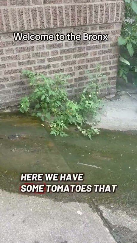 Tomato Plant Grows in Unlikely Spot in the Bronx