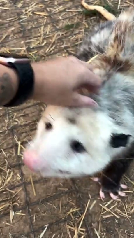 I'd spend a wish on giving these guys at least 40 year average lifespan. Rarely get rabies, they eat a zillion ticks, aren't pests and make great pets. - Video