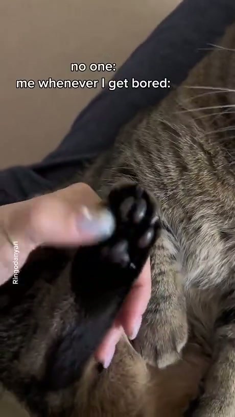 Upvote anti scam cat to never get scam called again - Video