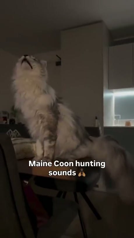 Maine Coon Cat Makes Unique Chirping Sounds While Hunting