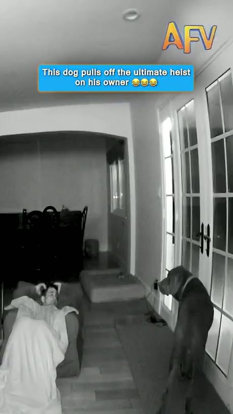 Dog Sneakily Claims Owner's Spot on the Couch