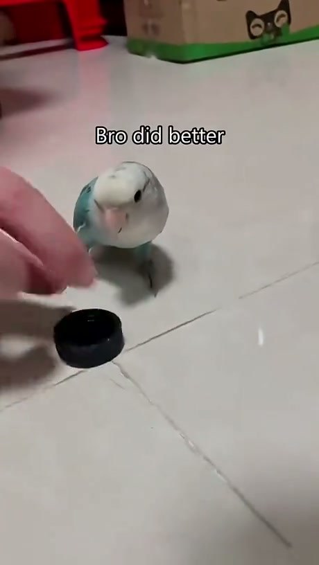 Parrots... - Video