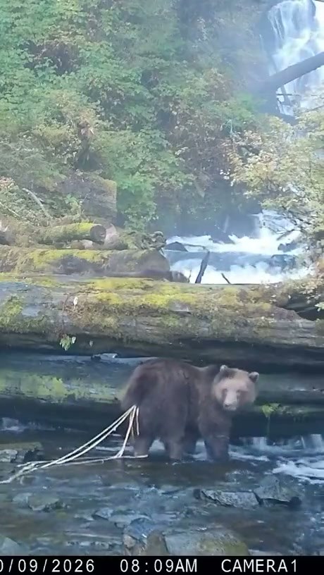 Trail Camera Captures Bear With Long Parasitic Worms