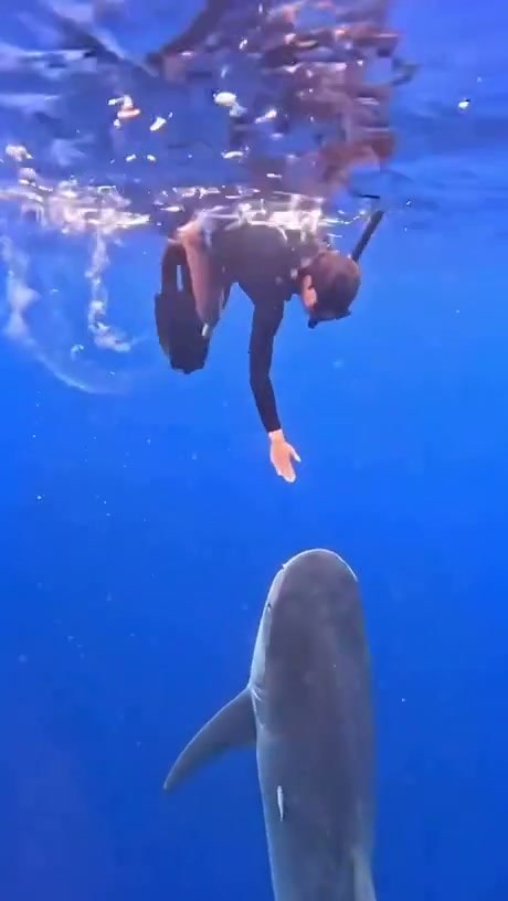 Divers Encounter a Shark in Open Water