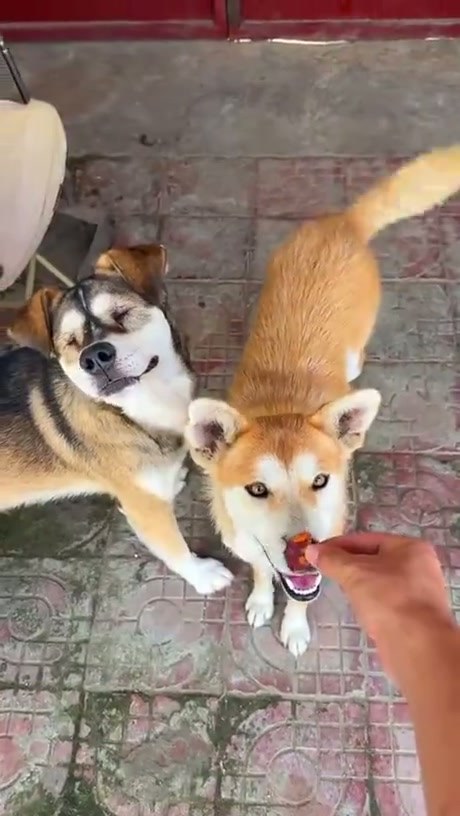 A Gentle Moment Sharing Treats With Two Dogs