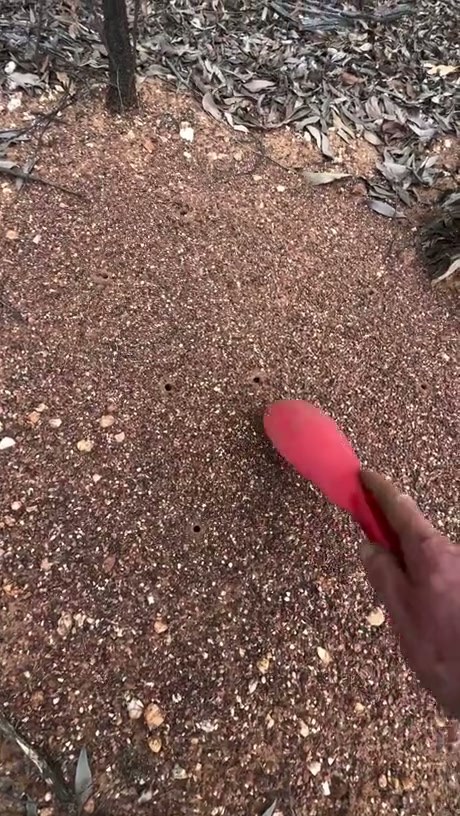 Meat Ants - Video
