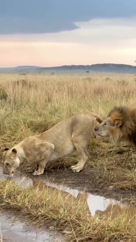 Male Lion Displays Flehmen Response While Near Drinking Lioness