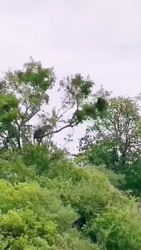 Leopard Executes High-Stakes Leap Between Trees
