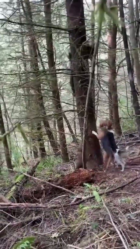Why Climbing a Tree Won't Save You From a Bear