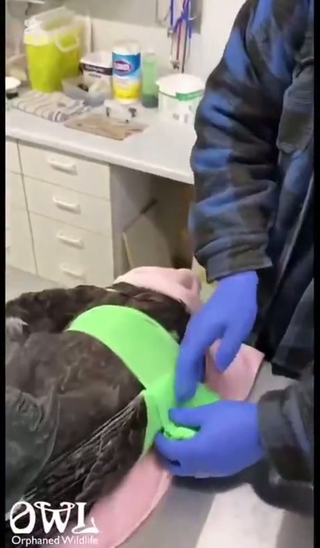 Bald Eagle Gets a Check-Up in a Floral Swaddle