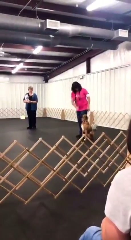 Boxer Dog Shows Off Its Unique Jumping Style During Training