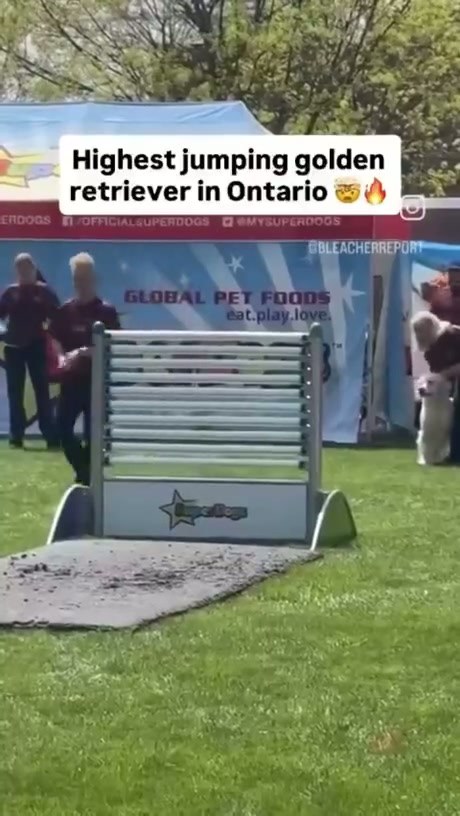 Highest jumping golden in Ontario (according to his LinkedIn) - Video