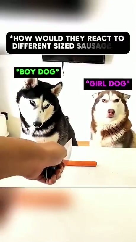 Male vs female dog - Video
