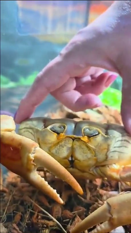 Crabs' shells have embedded sensory organs. They are sensitive to touch and temperature, and also feel and respond to pain. - Video