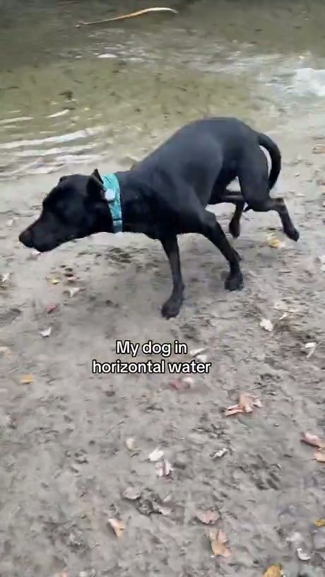 Dog's Hilarious Reaction to Different Types of Water