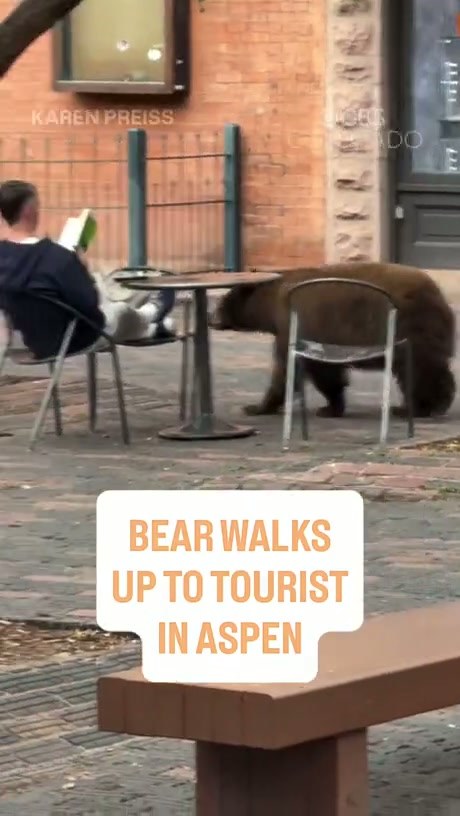 Unbothered Reader Stays Calm as Bear Wanders Through Aspen Cafe