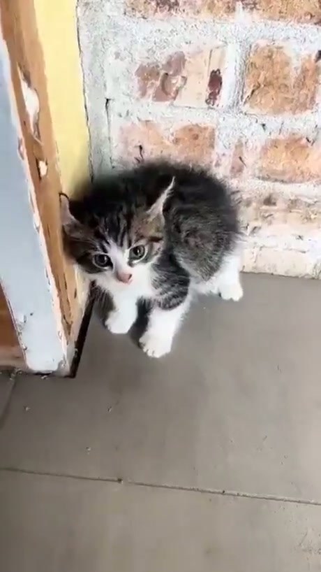 Ohh sweet kitten - Video