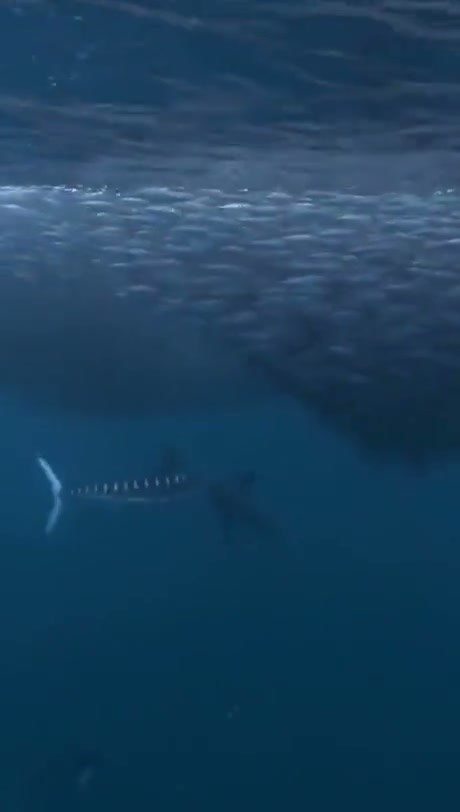 Underwater Footage Shows a Billfish Using Its Bill to Impale Prey